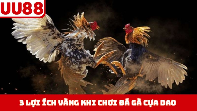 3 lợi ích vàng khi chơi đá gà cựa dao