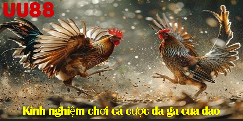 Đá gà cựa dao UU88 - Lựa chọn cá cược hấp dẫn nhất 2025
